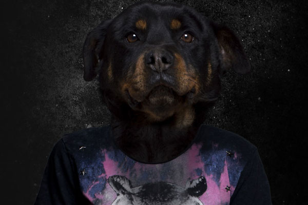 “人模狗样” 独特拼贴 惟妙惟肖的创意