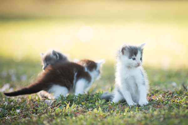 心都萌化了 测试镜头竟然拍这么可爱的小猫