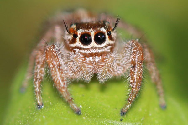 维冈-乐鱼app(leyu)官方网站-乐鱼官网