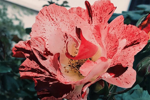 足总杯曼联vs切尔西-乐鱼app(leyu)官方网站-乐鱼官网