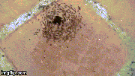 每日有趣GIF图:奇特蚂蚁圆周运动