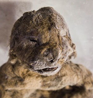 西伯利亚出土万年前洞狮幼崽遗骸