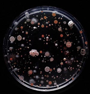 纽约地铁里的细菌:科学与艺术结合
