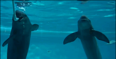 神奇世界：海豚上演吐泡泡接力