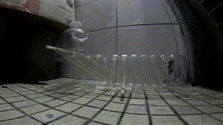 每日GIF图：塑料水瓶改装捕鼠器