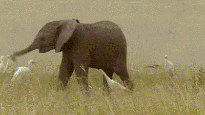 每日gif图:大象表演甩鼻舞