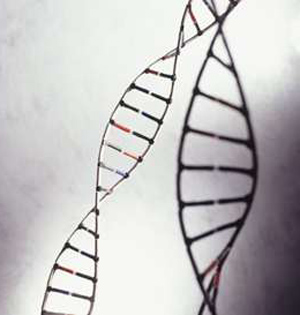 人类DNA包含远古病毒基因：约8%