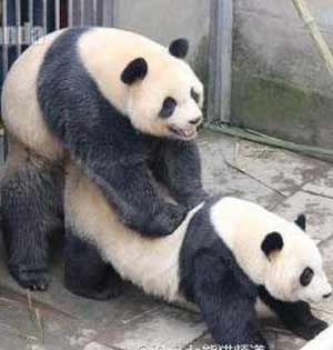 大熊猫采精直播：自然造熊难度大