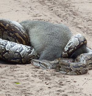 南非巨型蟒蛇吞食长尾猴