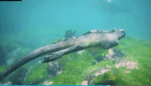 海鬣蜥似人游泳水下贪婪觅食
