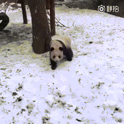 看熊猫怎么下雪坡，这姿势销魂的