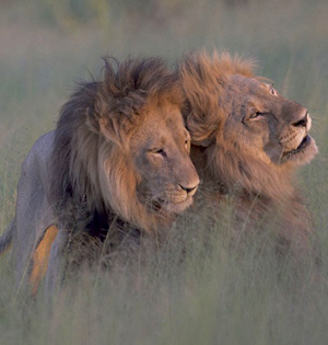 草原上的同性恋雄狮：尝试“交配”