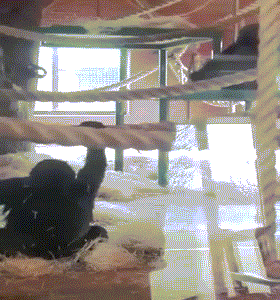 GIF图:猩猩跳芭蕾，姿势不要太美