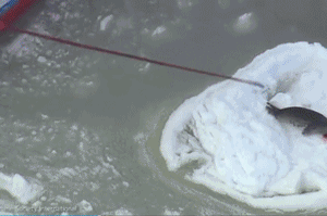 加拿大野蛮捕杀海豹棍棒打死剥皮