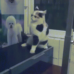 GIF趣图:猫咪“热舞”，乐在其中
