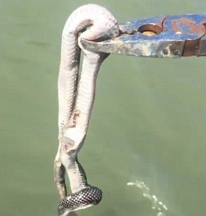 澳洲渔民石斑鱼口中发现活蛇