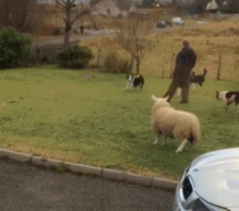 GIF：跟狗长大的羊是这样跑的...