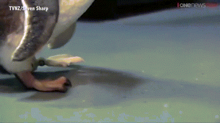 受伤小蓝企鹅装上3D打印假肢