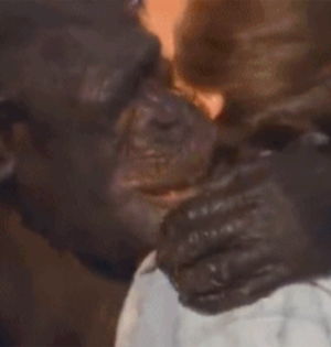 GIF趣图:黑猩猩18年后仍认识恩人