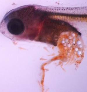  Young fish prefer to eat plastic particles