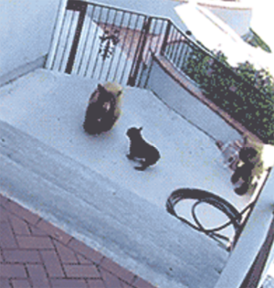 GIF趣图:一只小狗单挑两只大黑熊