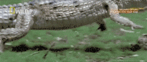 gif:以前一直觉得鳄鱼只能爬着走