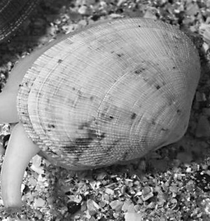 癌症在多种贝类中传染超出预想