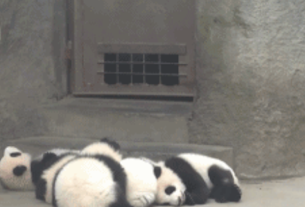 GIF:在哪里倒下，就在哪里...睡