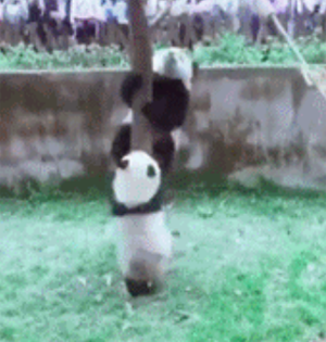 GIF:熊猫：谁让你拿扫帚扫地的