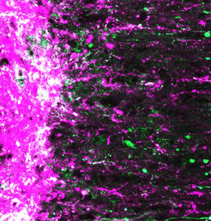 科学家首次修复小鼠受损视神经