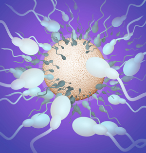 哺乳动物不靠精子卵子也能繁育? 哺乳动物不靠精子卵子也能繁育?