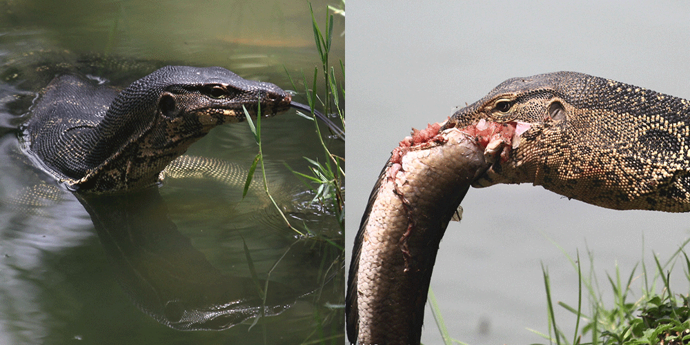 泰国水巨蜥进食:狼吞虎咽享受鱼儿大餐
