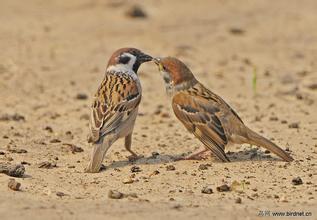 动物比人类厉害:“一夫一妻”生活的麻雀能感知“外遇”