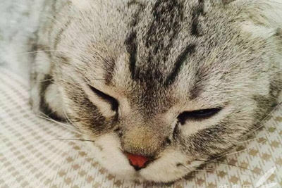 手机怎么拍好喵咪 喵星人必备手机摄影技巧