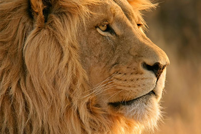 照片失真怎么办 这几招帮你提高摄影清晰度