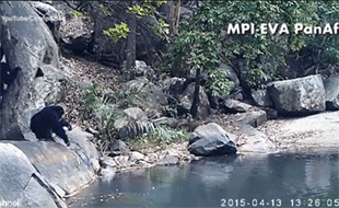 黑猩猩会用树枝捞取水藻吃