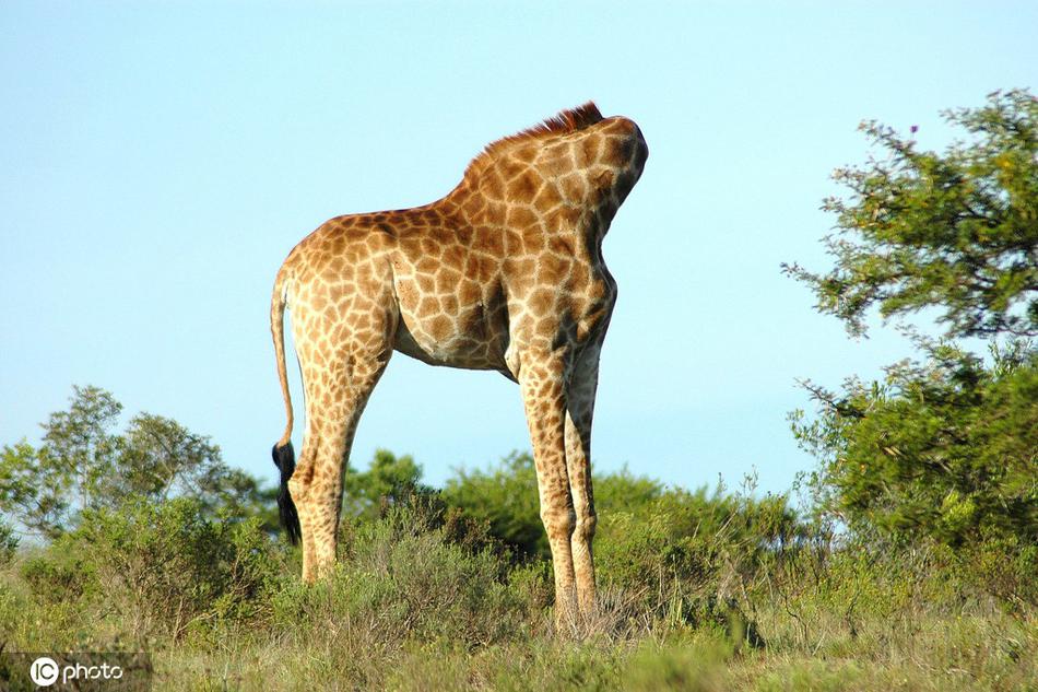 1 / 3 摄影师在南非克莱格迦马野生动物保护区拍摄到一只