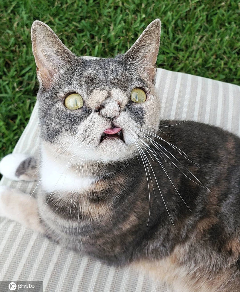 13 4 / 7 这只外表不太讨好的流浪猫名叫willow,2年前被来自美国佛州