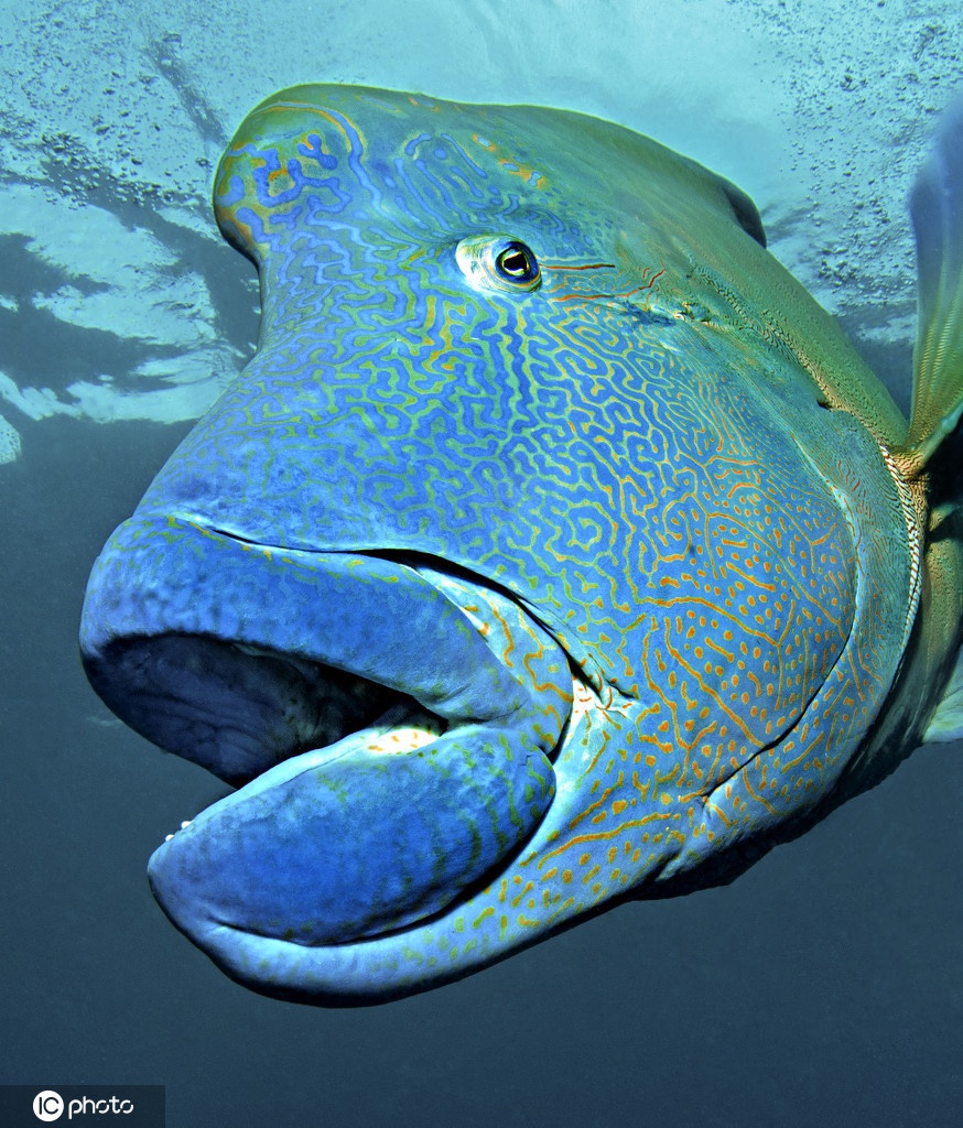 吸引眼球!神奇的海洋生物波纹唇鱼