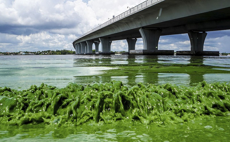 生态危机：美国水域遭到藻类毁灭性攻击 触目惊心
