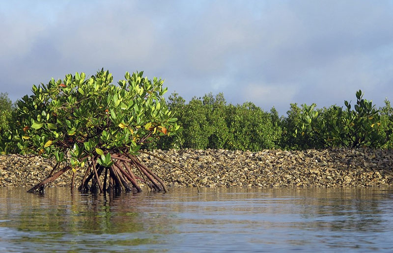 生态危机：美国水域遭到藻类毁灭性攻击 触目惊心