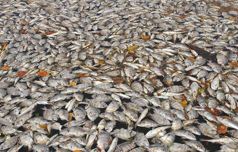 生态危机：美国水域遭到藻类毁灭性攻击 触目惊心