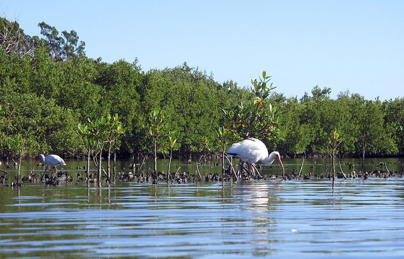 生态危机：美国水域遭到藻类毁灭性攻击 触目惊心