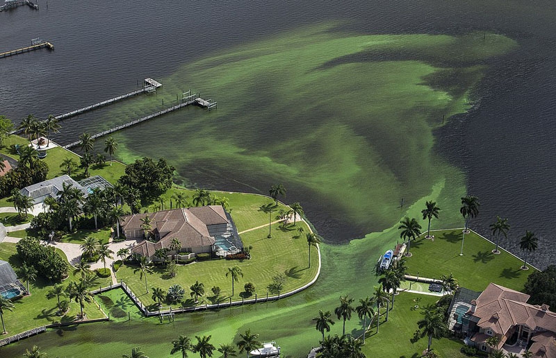 生态危机：美国水域遭到藻类毁灭性攻击 触目惊心