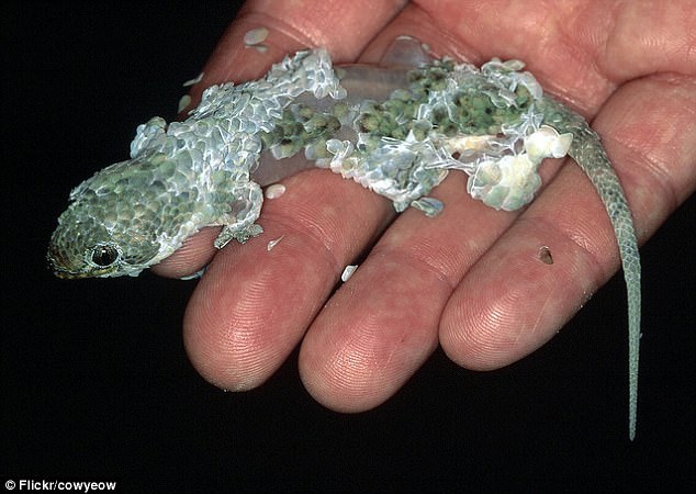 神秘鱼鳞壁虎受威胁时会脱落身体上的鳞片
