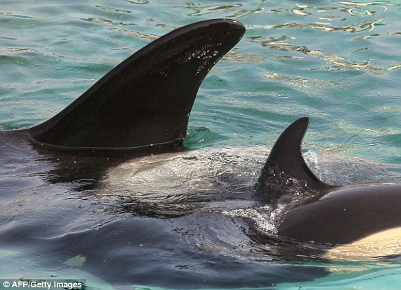 虎鲸攻击海豚:开膛破肚 脂肪层被撕成碎块