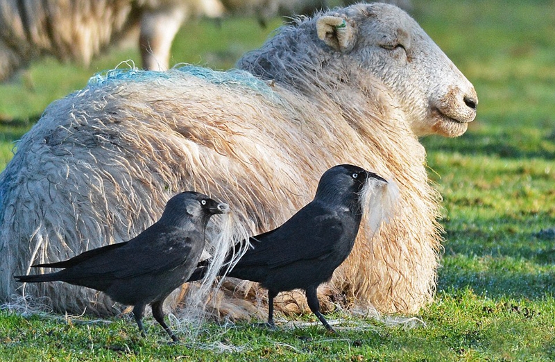 好笑！英国寒鸦从羊背上偷薅羊毛筑巢