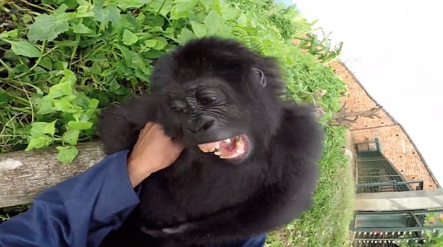 胳肢窝挠痒:可怜大猩猩孤儿开怀大笑