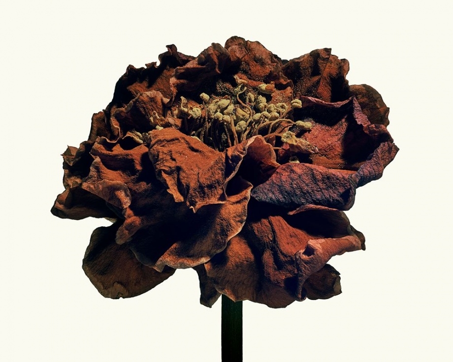 生命完结之时的美丽 鲜艳过后的枯萎之美