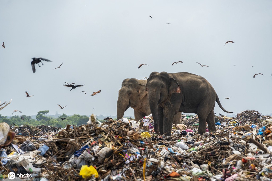 垃圾污染对动物的危害令人揪心